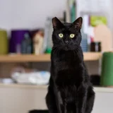 Кот Салем 4 года — Egyptian cat (photo 4)