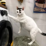 Кошка Минти — Egyptian cat (photo 3)
