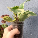 Церропегия Вуда вариегатная — pot, vase (photo 5)