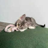 Котенок Лея в добрые руки — malamute (photo 1)