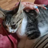 Котята в добрые руки — tabby, Egyptian cat (photo 2)
