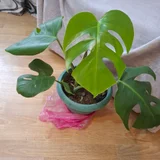 Суккуленты (набор) — pot (photo 2)