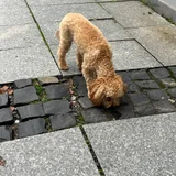 Животное ищет дом — miniature poodle, Airedale, toy poodle (photo 2)