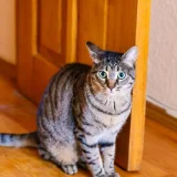 Кот Тео — tiger cat, tabby, Egyptian cat (photo 3)