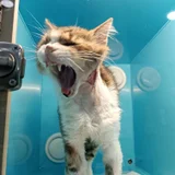 Кот Геракл ищет дом — tiger cat (photo 2)
