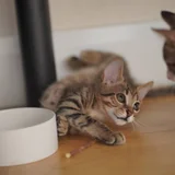 Котята породы египетский мау — cup, tabby, Egyptian cat (photo 5)