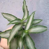 Рео Ситара Голд — pineapple (photo 5)
