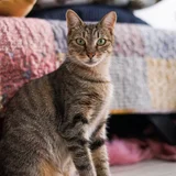 Кошка Альма — Egyptian cat, tiger cat, tabby (photo 1)