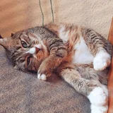 Кошка Валиди — tabby, tiger cat (photo 1)