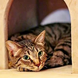 Кот Тео (photo 9)