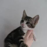 Котёнок Элли — Egyptian cat, tabby (photo 1)