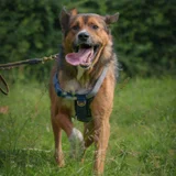 Собака Бобби в добрые руки — German shepherd, kelpie (photo 2)