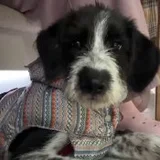 Щенок Снорби (тибетский терьер) — Tibetan terrier (photo 1)