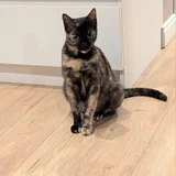 Кошка в добрые руки — Egyptian cat, Siamese cat, tabby (photo 1)