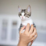 Котёнок Анфиска — Egyptian cat, tabby (photo 2)