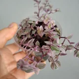Монстера деликатесная гигант — vase, pot (photo 4)