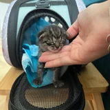 Котёнок в добрые руки — washer (photo 1)