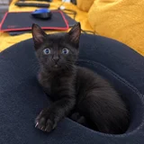 Котёнок Вуглик в добрые руки — Egyptian cat, Siamese cat (photo 4)