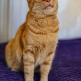Кот Амурчик (photo 9)