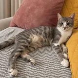 Кошка Жасмин в добрые руки — Egyptian cat, tabby (photo 4)