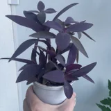 Цветы Традесканция бледная — pot, pinwheel, vase (photo 1)