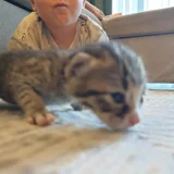 Котенок в добрые руки — Egyptian cat, tabby, tiger cat (photo 2)