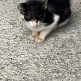 Котенок в добрые руки — Egyptian cat, tabby (photo 4)