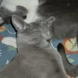 Русский голубой кот Грогу — lynx, cougar, Siberian husky (photo 1)