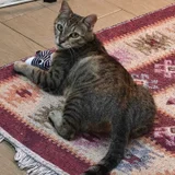 Кошка Альма — tabby, Egyptian cat, tiger cat (photo 4)