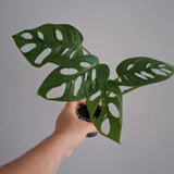 Монстера деликатесная — pinwheel, pick, hair slide (photo 3)