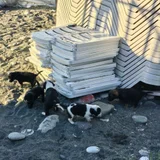 Мама с 6 щенками в добрые руки — skunk (photo 2)