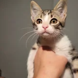 Котёнок Анфиска — tabby, Egyptian cat, bow tie (photo 1)
