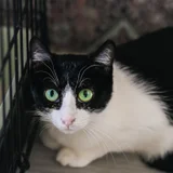 Кошечка Мурочка в добрые руки — Egyptian cat, tiger cat (photo 2)