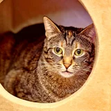 Кошка Фаня в добрые руки — tabby, tiger cat, Egyptian cat (photo 2)
