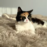 Кошка Элис — Egyptian cat, tabby (photo 2)