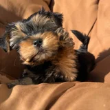 Щенок йоркширского терьера — Yorkshire terrier (photo 3)