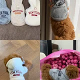 Одежда для маленькой собачки — teddy (photo 1)