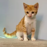 Котята Пряник и Печенька — Egyptian cat, tabby, tiger cat (photo 2)
