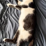 Котенок Шуф Jr — skunk (photo 3)