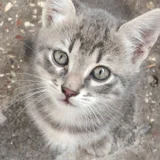 Котенок в добрые руки (photo 7)