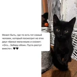 Котята Ник и Кай в добрые руки — Egyptian cat (photo 5)