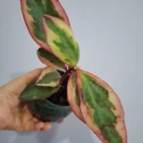 Монстера деликатесная — pinwheel, pot (photo 5)
