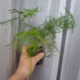 Хамедорея — window screen, pot (photo 4)