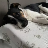 Собака Джуля в добрые руки — toy terrier (photo 1)