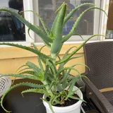 Алоэ в горшках — pot (photo 4)