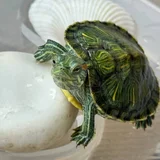 Маленькие черепашки — terrapin (photo 1)
