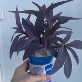 Цветы Традесканция бледная — pot (photo 2)