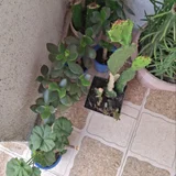Горшок — pot (photo 1)
