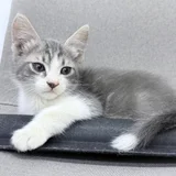 Котенок — Egyptian cat, lynx (photo 1)