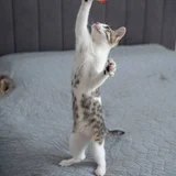 Котенок Ася в добрые руки — Egyptian cat (photo 4)